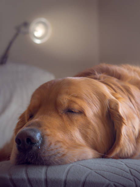 istock adorable and cute golden retriever 2043424188
