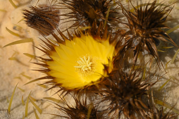 istock Golden Barrel flower 2043424734