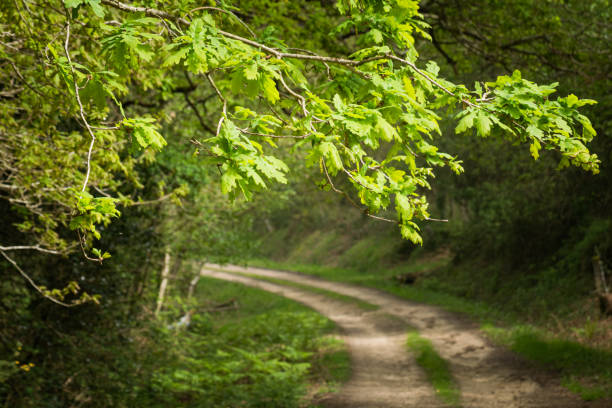 Footpath in a forest with trees, bushes and spring flowers near Heiloo, Netherlands