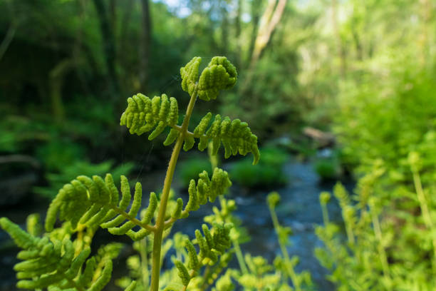 The Los Molinos del Río Profundo trail follows a river through a magical forest of beech and chestnut trees in Villaviciosa, Asturias, Spain