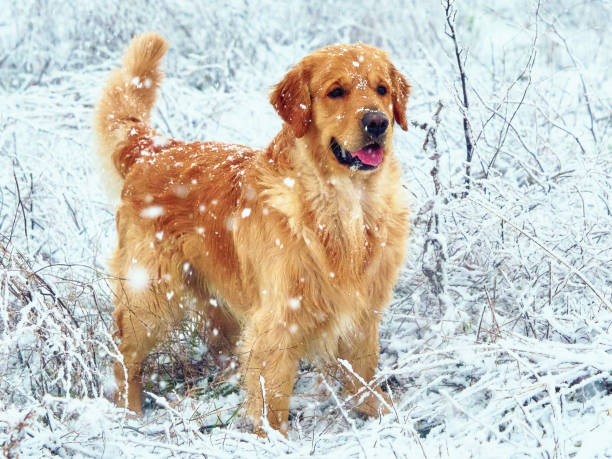 istock adorable and cute golden retriever 2043427555