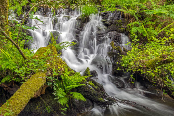 istock Small and beautiful mountain river in Galicia 2043427600