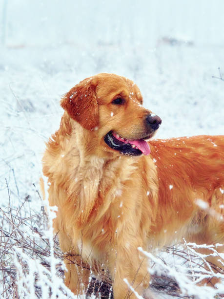 istock adorable and cute golden retriever 2043429128