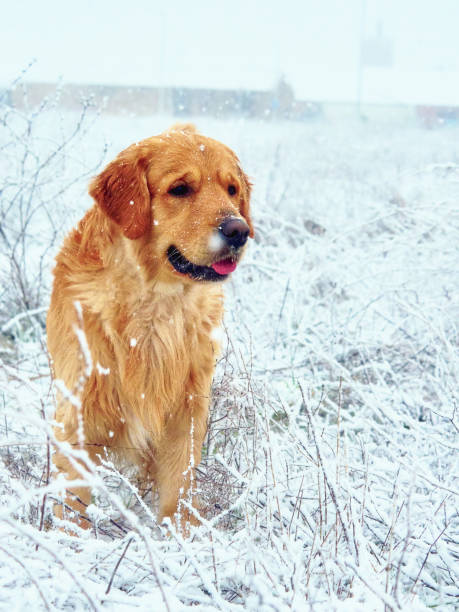 istock adorable and cute golden retriever 2043429516