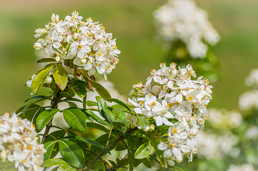 Close-up of white flowers in a garden in spring