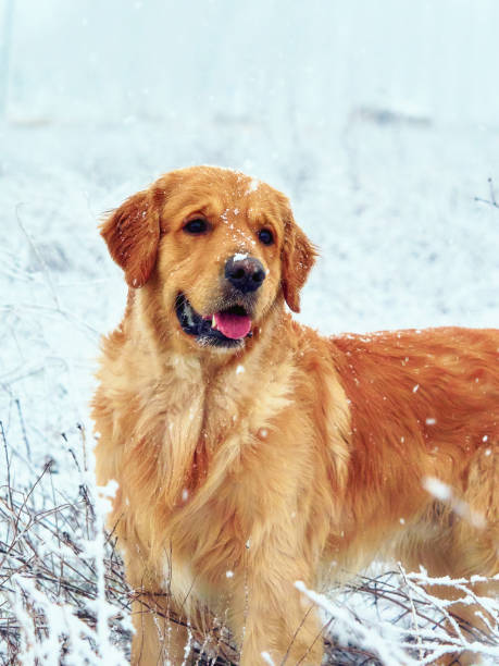 istock adorable and cute golden retriever 2043431226