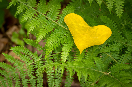 Detail of a yellow leaf in the shape of a heart resting on ferns