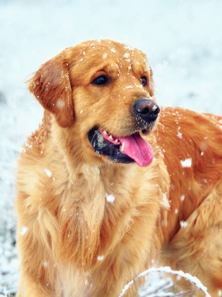istock adorable and cute golden retriever 2043431759