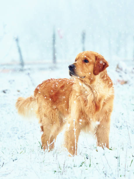 istock adorable and cute golden retriever 2043433311