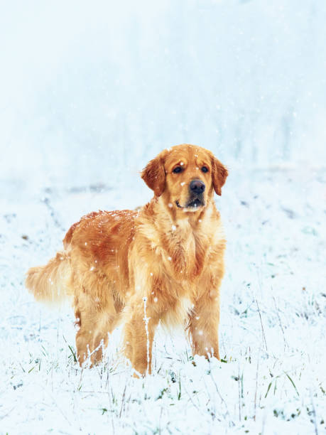 istock adorable and cute golden retriever 2043433331