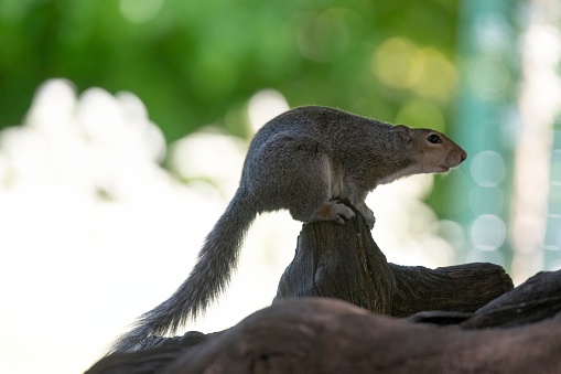Grey Squirrels in Madison Square Park, Manhattan, New York