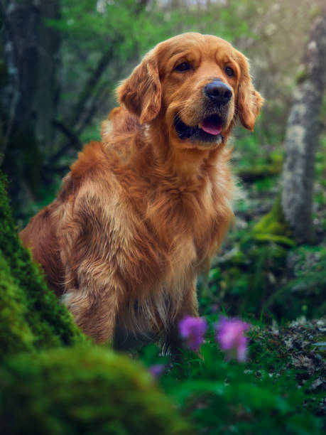 istock adorable and cute golden retriever 2043434894
