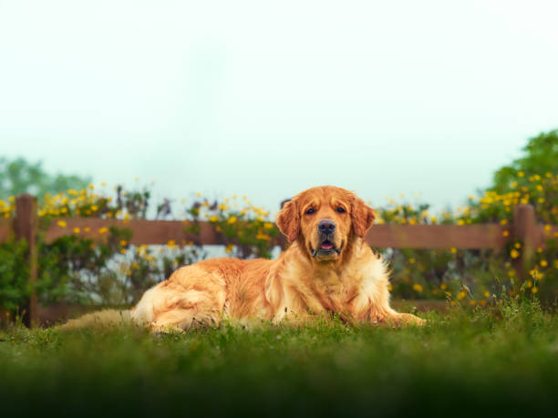 istock adorable and cute golden retriever 2043435412