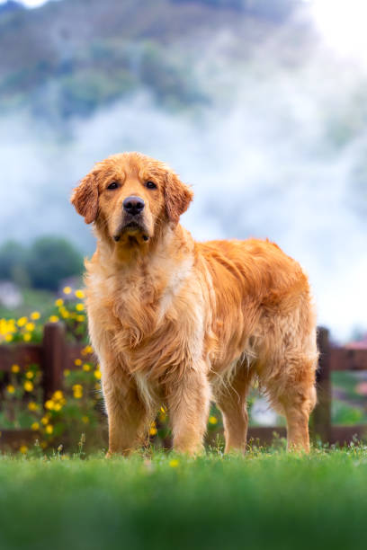 istock adorable and cute golden retriever 2043437516