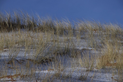 The wind blows the grass atop a sand dune lit by golden morning light.