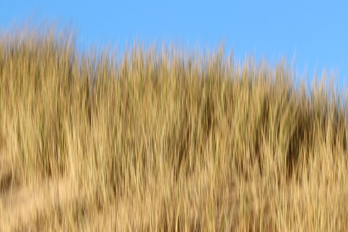 Blurred marram grass