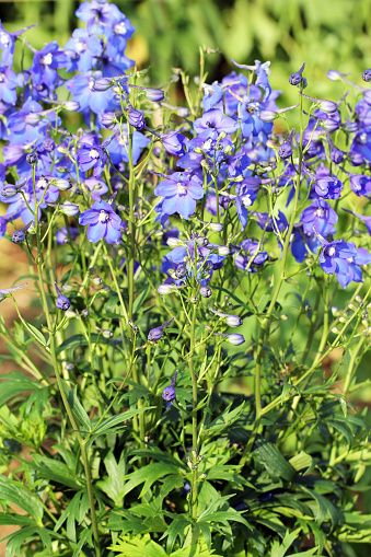 Blue Delphinium elatum in the garden