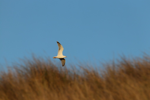 Seagull flying over sand dunes
