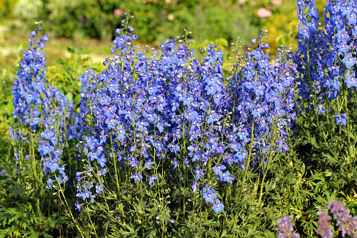 Blue Delphinium elatum in the garden