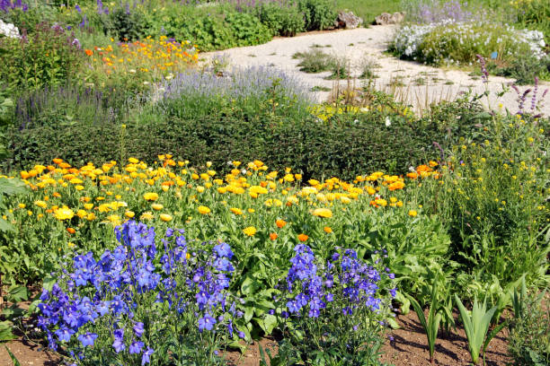Vibrant flowerbed with multiple colors in a garden