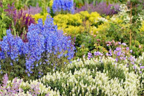 Blue Delphinium elatum in the flower garden