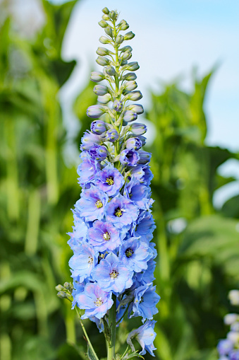 Blooming delphinium in the garden