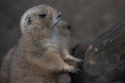 The Black-Tailed Prairie Dog (Cynomys ludovicianus), one of five recognised species.