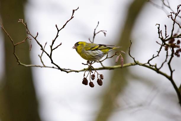 Tree Sparrow atop a Blackthorn Bush in Devon, February, 2025