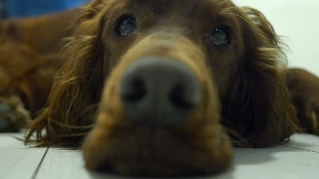 Pull focus close up from snout to cute eyes, Irish Setter dog relaxing