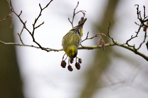 siskin woodland bird perched eating berries - czyżyk zdjęcia i obrazy z banku zdjęć
