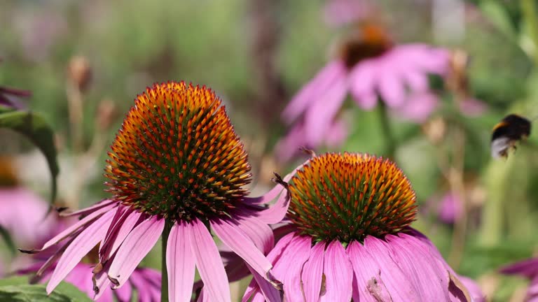 Closeup shot of bee flying away from a Purple coneflower after sucking its nectar