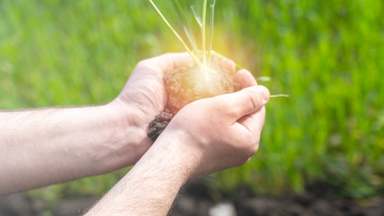 Farmer holding handful of soil and plant sprout in his hands, the concept, selective focus, tinted image, sun flare.