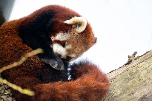 The Red Panda (Ailurus fulgens), also known as the Lesser Panda.