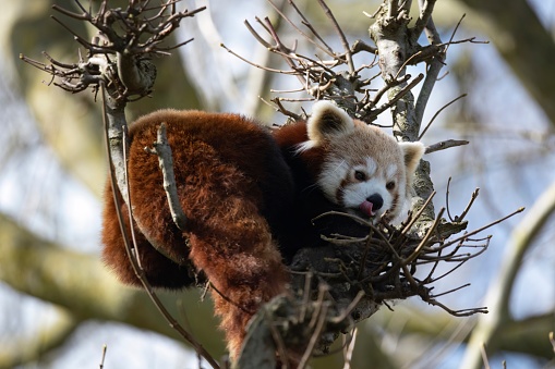 The Red Panda (Ailurus fulgens), also known as the Lesser Panda.