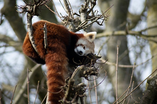 Cute Panda Life in Park with close up view during eating