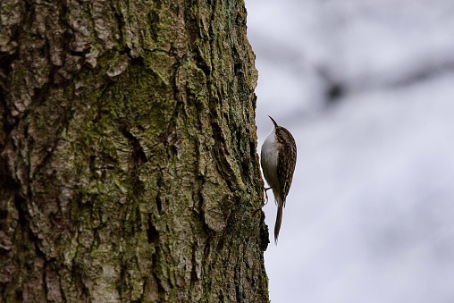 Treecreeper woodland bird perched on the side of a tree trunk