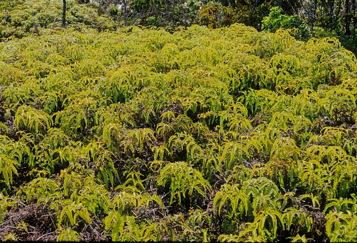 The AlakaÊ»i Wilderness Preserve, popularly known as AlakaÊ»i Swamp, is a montane wet forest on the Hawaiian island of KauaÊ»i.
