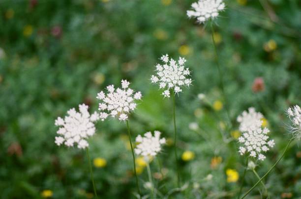 istock Invasive Plant Queen Anne's Lace in a Meadow 2043484182