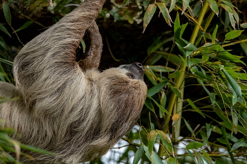 Linnaeus's Two-Toed Sloth (Choloepus didactylus), also known as the Southern Two-Toed Sloth, Unau, or Linne's Two-Toed Sloth.