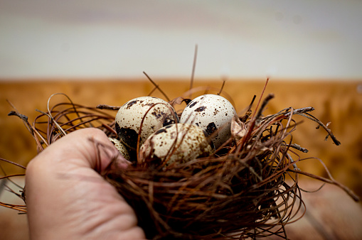 Quail eggs on a straw nest with a natural background of a wheat field and held by the hands of a young woman