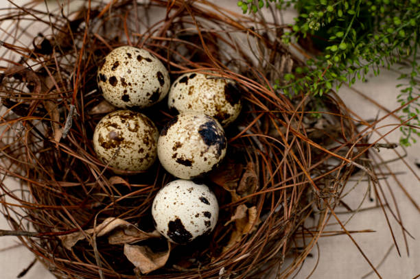 House Sparrow Eggs in a Nest
