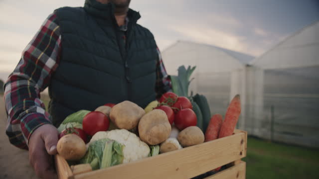 SLO MO Midsection of Farmer Carrying Crate Full of Fresh Root Vegetables while Walking along Greenhouse on Field