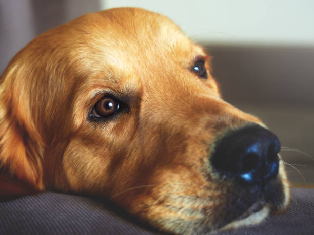 istock adorable and cute golden retriever 2043491096
