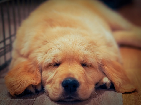 golden retriever portrait with cute expresion