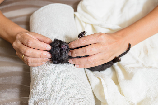 Detail of a hands massaging a newborn kitten. Newborn kittens require a lot of care and attention.