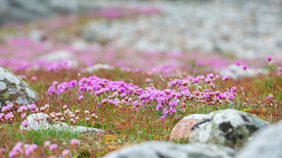 Meadow with Sea thrift and rocks. Swedish west coast.