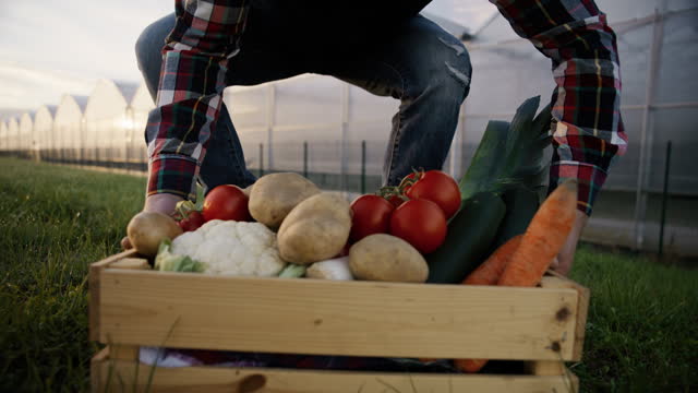 SLO MO Low Section of Male Farmer Picking Crate Full of Fresh Root Vegetables on Field by Greenhouse