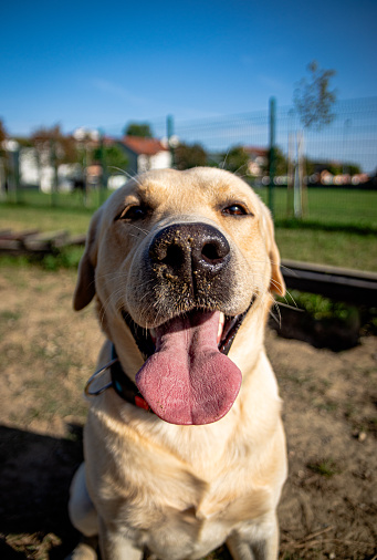 A Labrador's soft, wet snout fills the frame, radiating warmth and affection. With its gentle eyes and playful demeanor, the image captures the timeless charm and unwavering loyalty of man's best friend