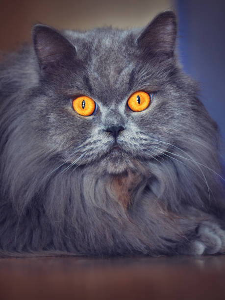istock adorable and cute british shorthair 2043517279
