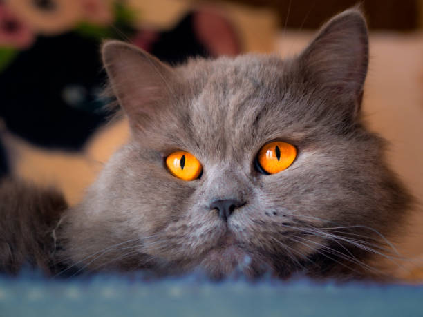 istock adorable and cute british shorthair 2043518864